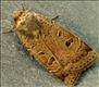 2109 (73.345)<br>Lesser Yellow Underwing